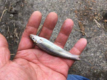 湖西のホンモロコ&コアユ釣り