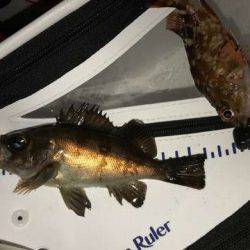 テクトロマスター？