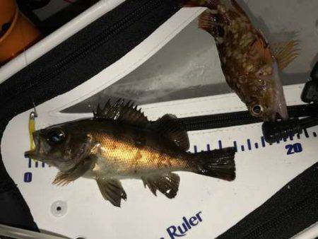 テクトロマスター？