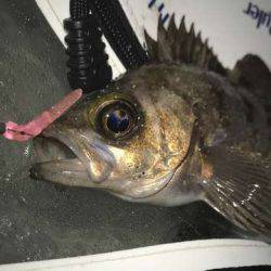 サーフメバリング