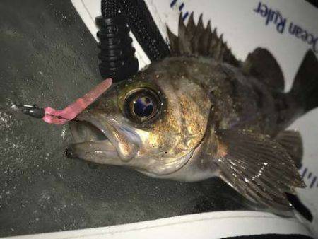 サーフメバリング