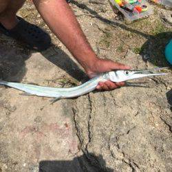 フカセでダツ他色とりどり！