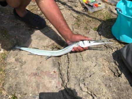 フカセでダツ他色とりどり！