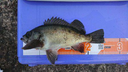 無限に豆アジ、小サバ、イワシ、たまにメバル…