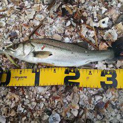 居るんだけどセイゴしか・・・・