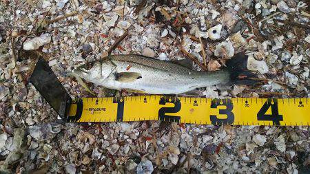 居るんだけどセイゴしか・・・・