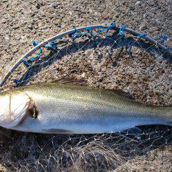 朝まずめゲーム