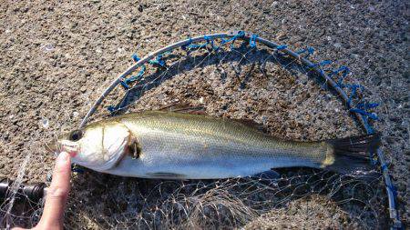 朝まずめゲーム