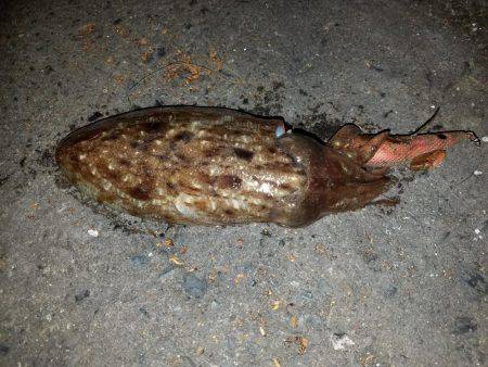 今年初のエギング