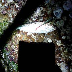 お魚のブルブル感