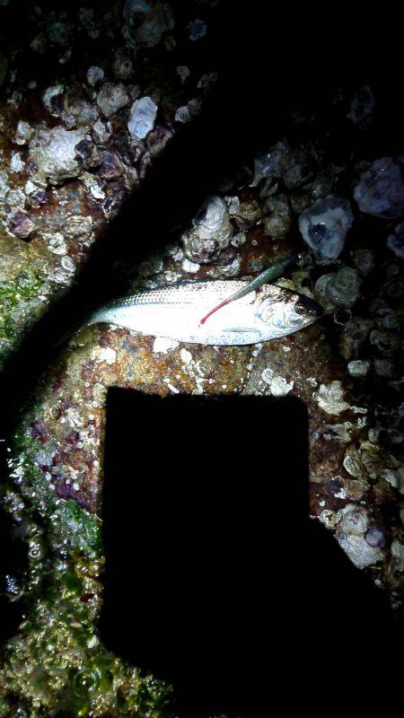 お魚のブルブル感