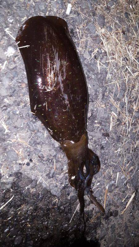 夢のキロUP捕獲作戦‼