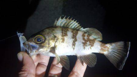 ライトワインドでメバル