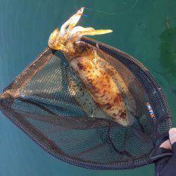 マイボートエギング