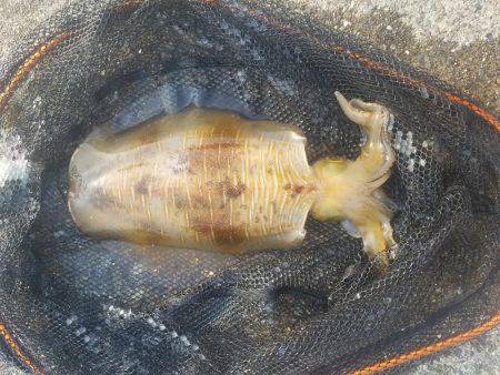 やっとやっとの春煽