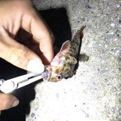 夜紀ノ川河口へ移動