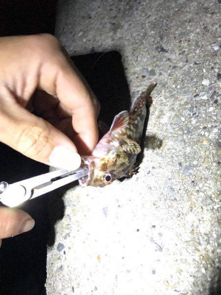 夜紀ノ川河口へ移動