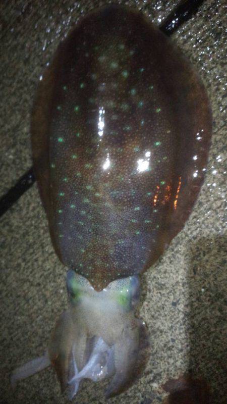 焼津新港　またまたアオリイカやヒラメが釣れ…