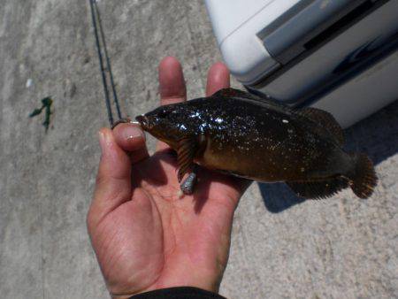 またまたアイナメ