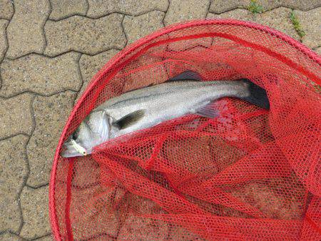 なんだかなあ～。