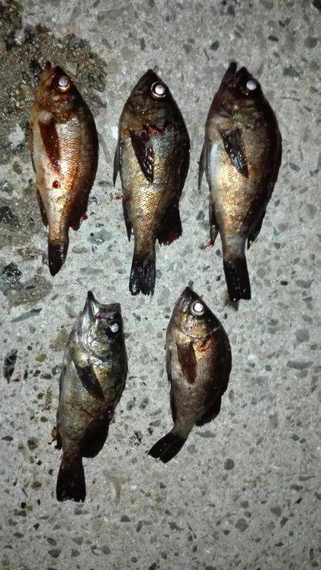 土庄町メバリング