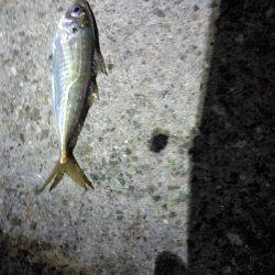 エギング+サビキ釣り