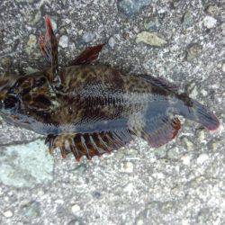 アイナメも釣れる