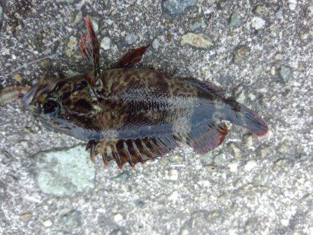 アイナメも釣れる