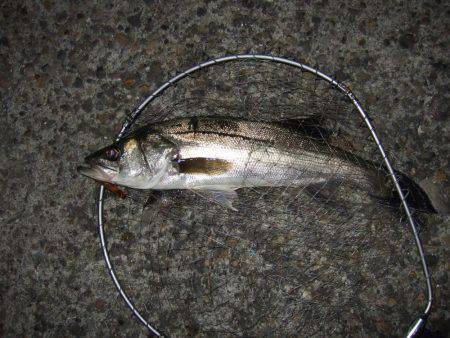 渋いながらもまずまず