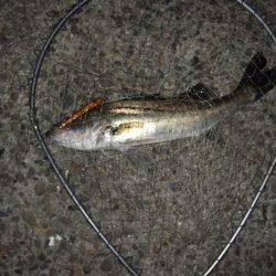 バースデープレゼント