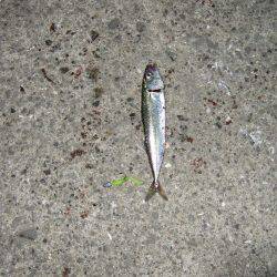 アジ狙いのはずが・・・