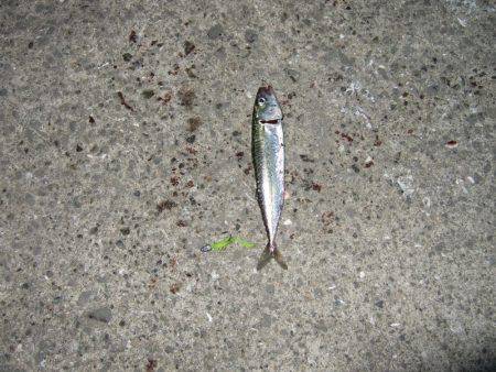 アジ狙いのはずが・・・