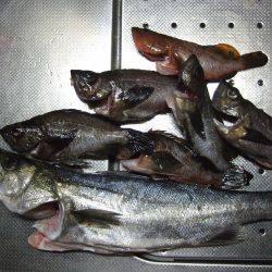 メバル狙いで、ドラグが止まらない!