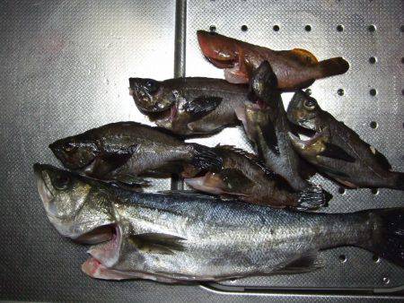 メバル狙いで、ドラグが止まらない!