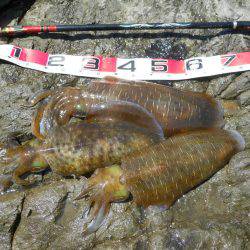 晴天、磯でアオリイカのヤエン釣り