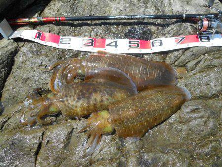 晴天、磯でアオリイカのヤエン釣り