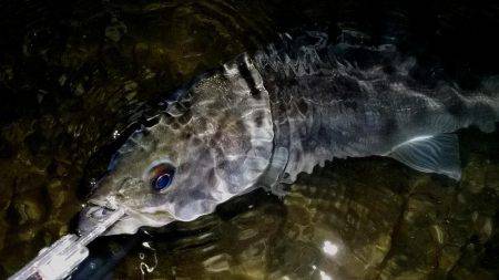 甲子園浜　ウェーディング　４５ｃｍ