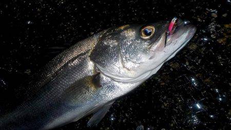 甲子園浜　２日連続　キビレとシーバス