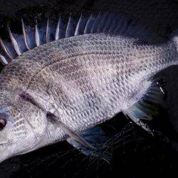 甲子園浜　３日連続　キビレ