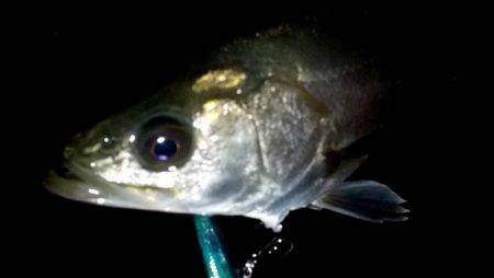 西宮跳ね橋　高速バチ　セイゴ