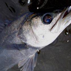 甲子園浜 デイゲーム スズキ&キビレ