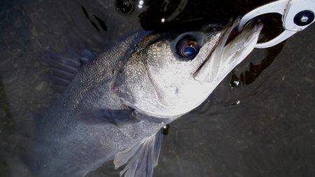 甲子園浜 デイゲーム スズキ&キビレ