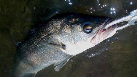 甲子園浜　デイゲーム　シーバス５×キビレ２…