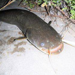 シーバス釣れずナマズ