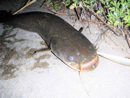 シーバス釣れずナマズ