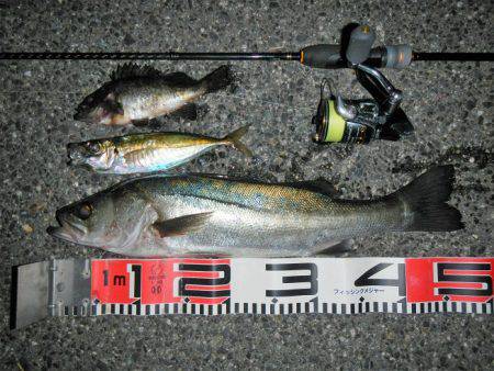 アジングは不調