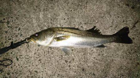 シーバスバチ抜け