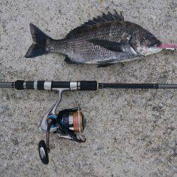 デイ&ナイトでチヌ