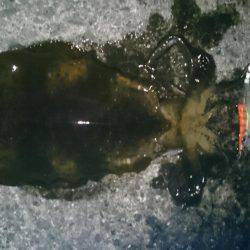 雑賀崎にて春イカ