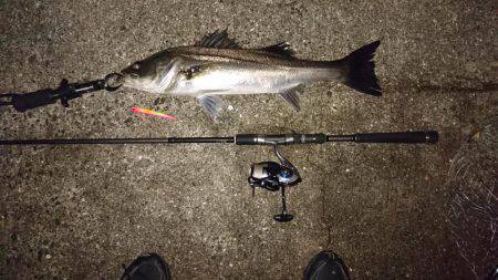 シーバスバチ抜け